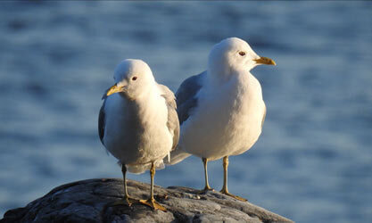 Image: Jaana Siitonen, “Larus canus Pair”, 2023, licensed under CC BY 4.0.