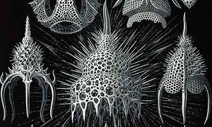 Image: Ernst Haeckel, “Crytoidea”, 1904.